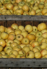 récolte des pommes