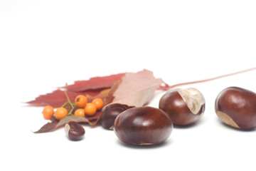 chestnuts and leaves isolated on white
