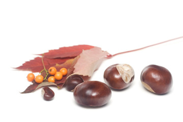 chestnuts and leaves isolated on white