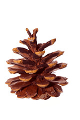 exposed pine-cone on the white isolated background
