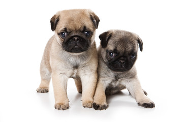 Pug puppies on white background
