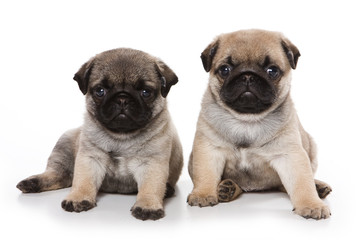 Obraz premium Pug puppies on white background