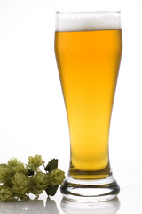 glass of beer and hops