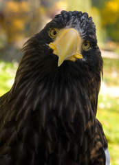 white-tailed sea eagle close-up