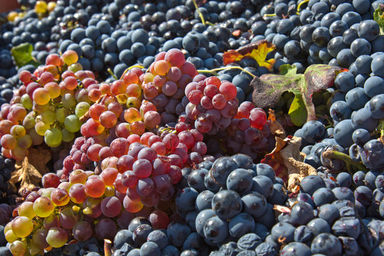 Uvas recolectadas en Utiel, provincia de Valencia (Espa&ntilde;a)