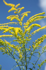 closeup picture of  flowers in a garden in spring in denmark.
