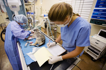 Female veterinarians perform surgery on a small dog