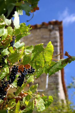 Detail view of grapevine in a garden.