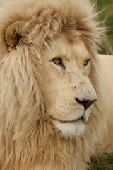 Portrait of a handsome white male lion