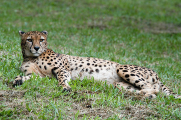 wild animal