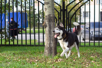 Walking wolfhound in the park.