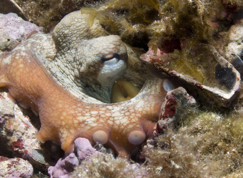 octopus