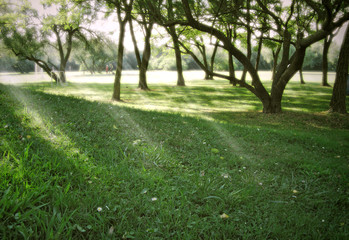 Sunbeams in a park