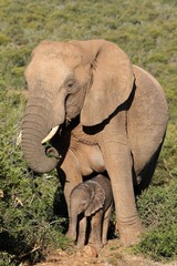 Large mother elephant standing over it's newly born baby