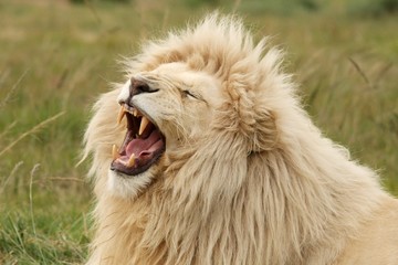 Rare white lion with it's mouth wide open