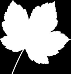 Ahornblatt schwarz-weiss