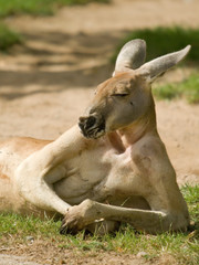 Luie kangoeroe met bijna menselijke houding
