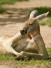 Fotobehang Kangoeroe Luie kangoeroe met bijna menselijke houding