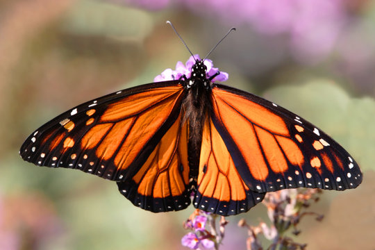 Monarch Butterfly (danaus plexippus) on purple flowers