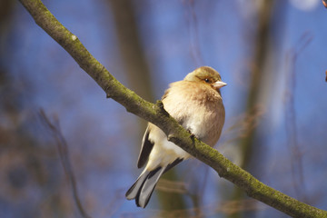 Buchfink im Winter