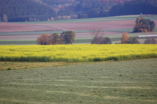 Rappsfeld