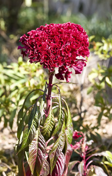 Herbstastern