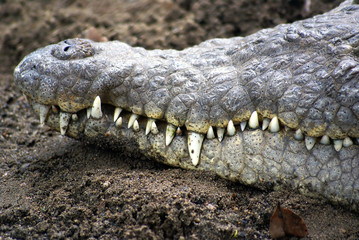 krokodiel