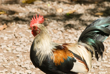 Brightly colored rooster strutting about on the farm..