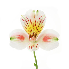 Fototapeta na wymiar Closeup of a Day lilly flower on white
