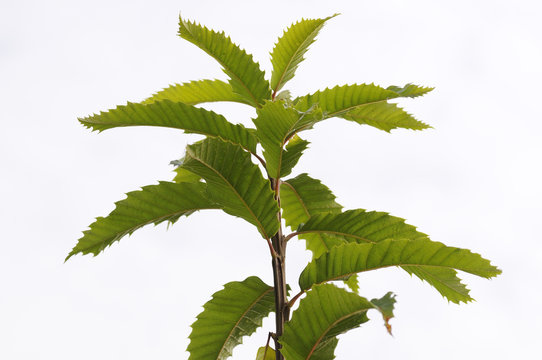 junger Kirschbaum im Oktober