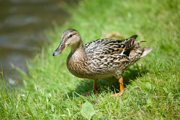 Duck on grass