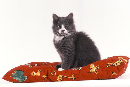 chaton détourable sur son tapis