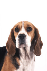 tête de beagle