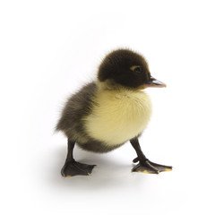 Duckling isolated on white background