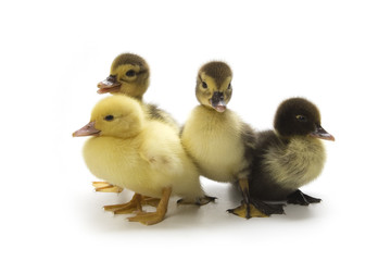 Ducklings isolated on white background