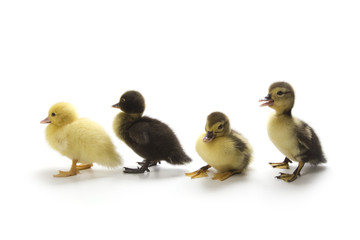 Ducklings isolated on white background