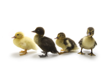 Ducklings isolated on white background