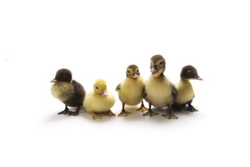 Ducklings isolated on white background