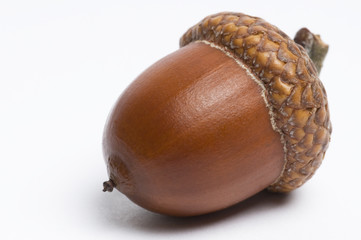 Simple macro image of an acorn isolated on white. - obrazy, fototapety, plakaty