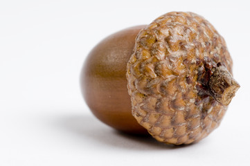 Simple macro picture of an acorn isolated on white.