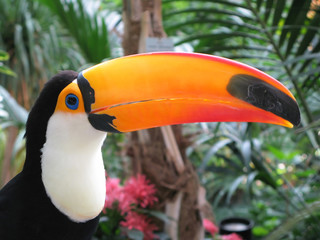 Fototapeta premium Toucan bird