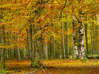 View of some trunks of a forest in autumn
