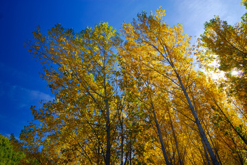 Naklejka premium View of trees with yellow leaves seen from below