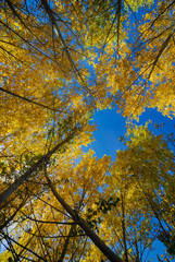 View of trees with yellow leaves seen from below