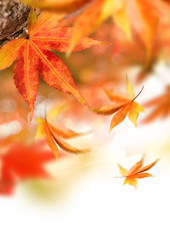 Naklejka na ściany i meble Golden autumn leaves falling from trees.