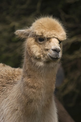 Close up of a Llama (Lama glama)