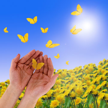 Fototapeta hands and butterflies