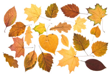 Autumn leaves on a white background. Close-up.