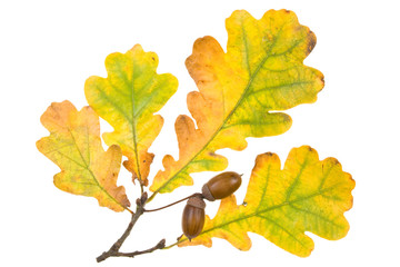 Autumn leaves on a white background. Close-up.