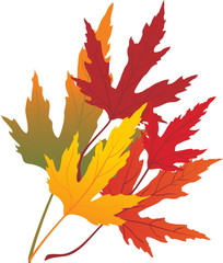 autumn maple leaves